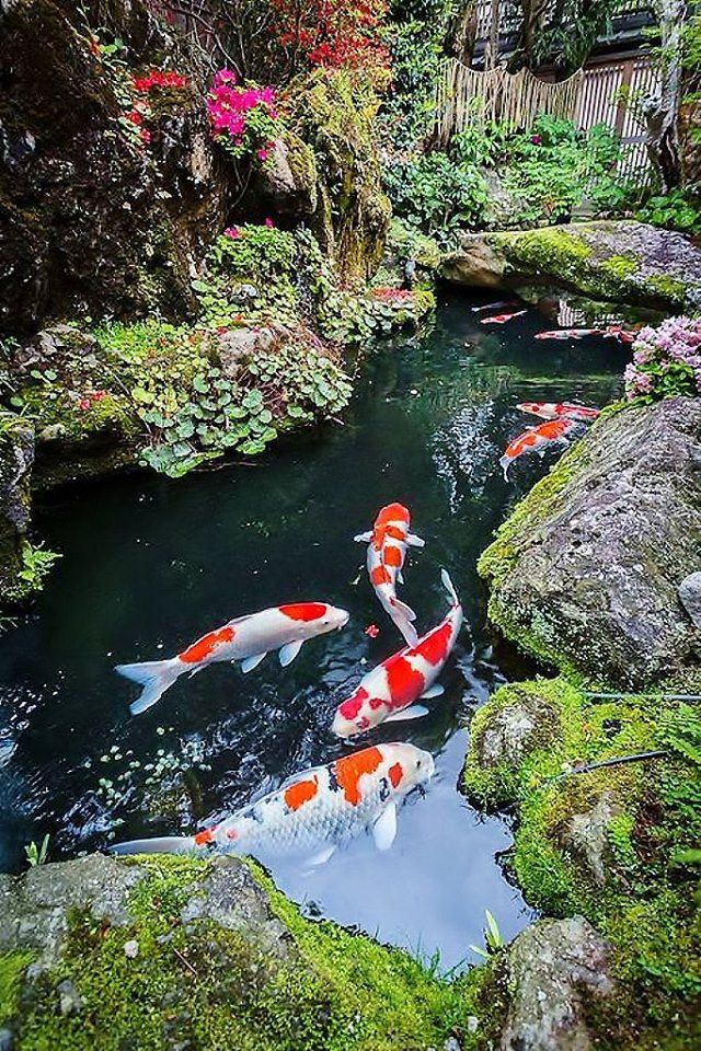 estanque-koi